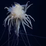 Oceanógrafos descubren montaña submarina más alta que el monte Olimpo a 1,448 km de la costa de Chile