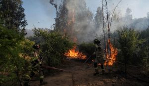 Emergencia en la Región de O´Higgins: Senapred declara Alerta Roja por incendio forestal en Navidad