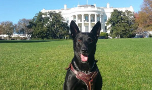 La Casa Blanca está de luto: Confirman la muerte de Huracán, el perro héroe del Servicio Secreto que salvó la vida de Obama