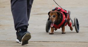 Crece el negocio de seguros para mascotas: dueños de gatos y perros gastan hasta $65 mil mensuales