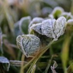 Se esperan hasta -8 °C: Alertan por heladas en diversas regiones del país
