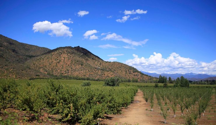 Se esperan hasta 35°C: Emiten advertencia agrometeorológica por altas temperaturas desde Coquimbo a La Araucanía