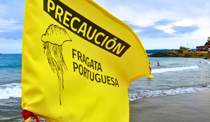 ¿Qué debería hacer si me pica una fragata portuguesa?