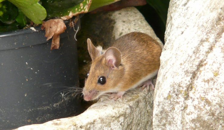 Experto analiza las medidas para prevenir el virus Hanta: Van 6 muertos durante este año