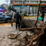 Las 7 comunas de la RM donde está el 70% del total de árboles con riesgo de caída: son más de 2 mil