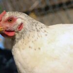 Revés sanitario: China prohíbe ingreso de productos avícolas desde Chile tras alerta por gripe aviar