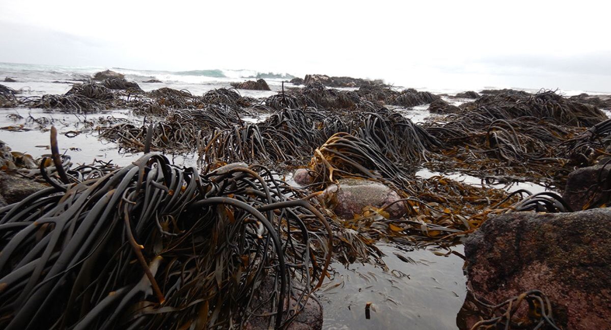 Bosques marinos en riesgo: estudio de la U. de Chile advierte fuerte reducción del hábitat de macroalgas chilenas