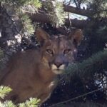 “Estamos frente a un hecho extremadamente grave”: SAG presenta denuncia ante Fiscalía tras hallazgo de puma baleado en el Cajón del Maipo
