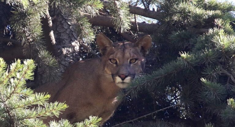 “Estamos frente a un hecho extremadamente grave”: SAG presenta denuncia ante Fiscalía tras hallazgo de puma baleado en el Cajón del Maipo