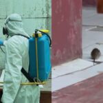 “Ni siquiera ratones, eran capibaras”: Infestación de roedores obliga a Ñuñoa a realizar labores de prevención por riesgos en colegios y jardines municipales