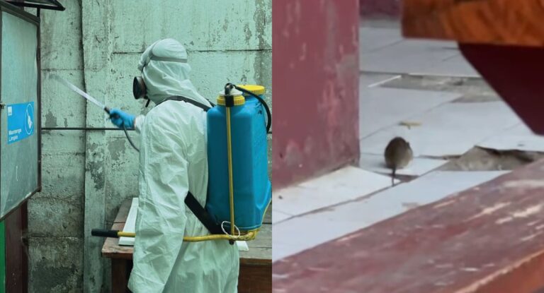 “Ni siquiera ratones, eran capibaras”: Infestación de roedores obliga a Ñuñoa a realizar labores de prevención por riesgos en colegios y jardines municipales