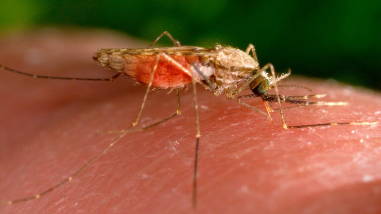 ¿Qué es la malaria y cómo se transmite? Infectólogo aclara dudas tras muerte de ciudadano vietnamita en Talcahuano