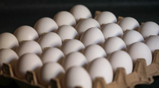 INE: Producción de huevos para consumo bajó 1,1% y número de gallinas de postura disminuyó 3,2% en mayo