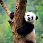 ¿Un Panda Gigante en Chile? La inédita e insólita campaña del Buinzoo para traer a Chile al famoso animal de China