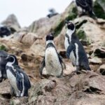 Gobierno mantiene sin reingresar a Contraloría mayoría de 43 decretos ambientales retirados: Está pendiente el que protege al pingüino de Humboldt